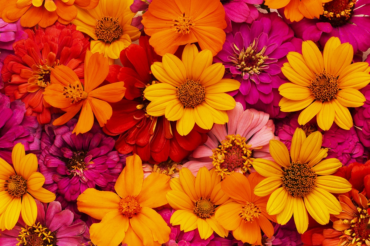 Why Essential Oils Should Be a Part of Your Daily Wellness Routine