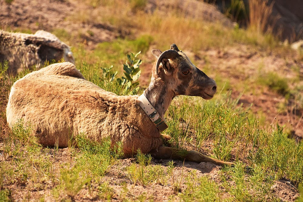 Join the Fight for Justice: Why Animal Rights Matter