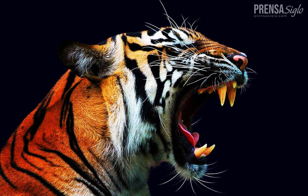 Discover the Power and Magic of Animals in Folklore: A Fascinating Journey of Myths and Legends!