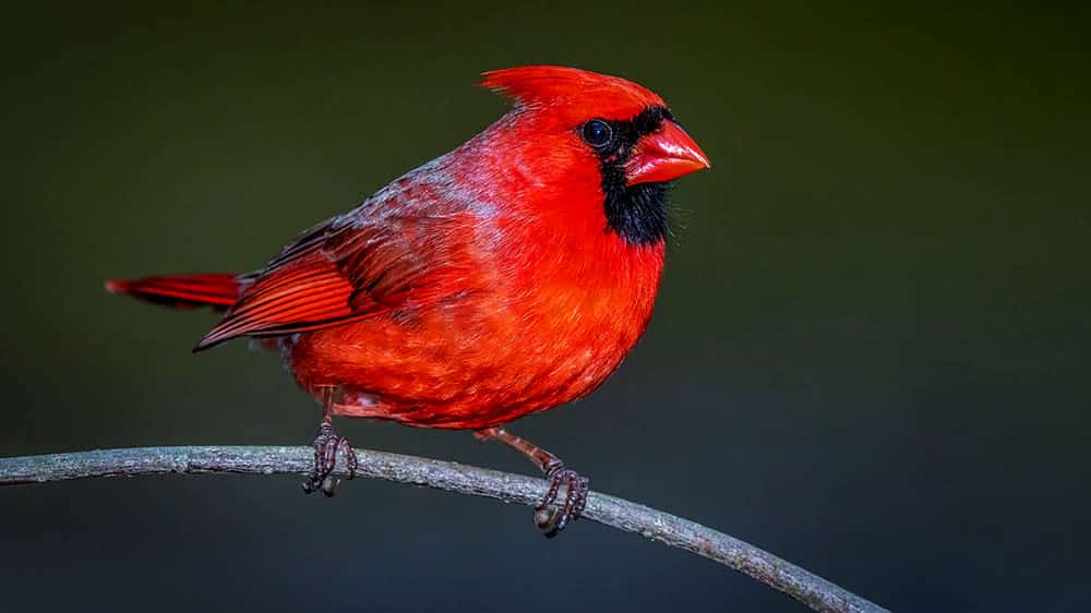 Why Studying Animals in Anthropology is Crucial for Understanding Human Culture and Society