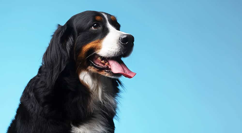 Why Dogs are the Ultimate Companions – Discover the Benefits of Having a Furry Best Friend!