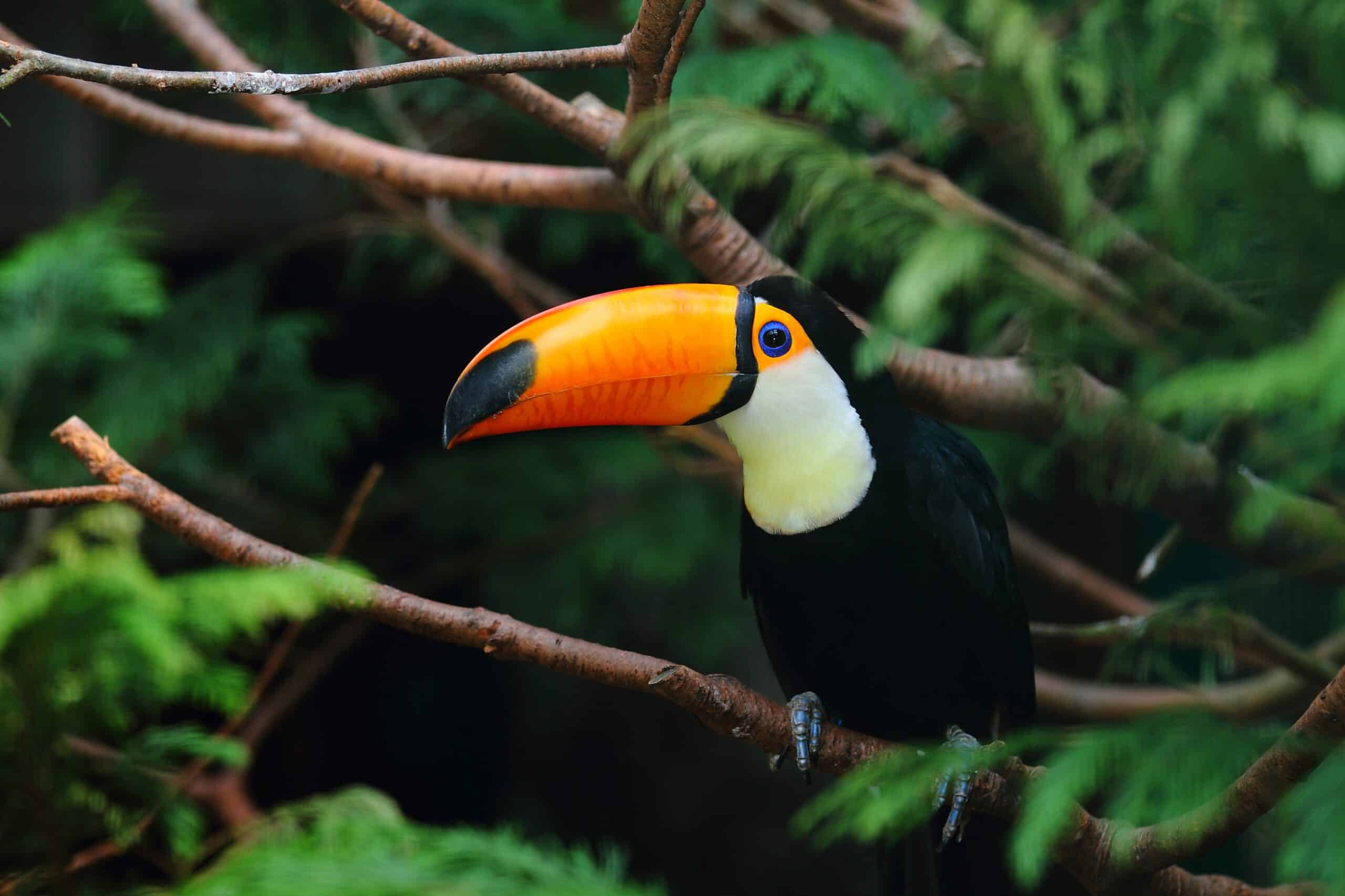 Saving Our Planet, One Species at a Time: The Urgency of Species Conservation